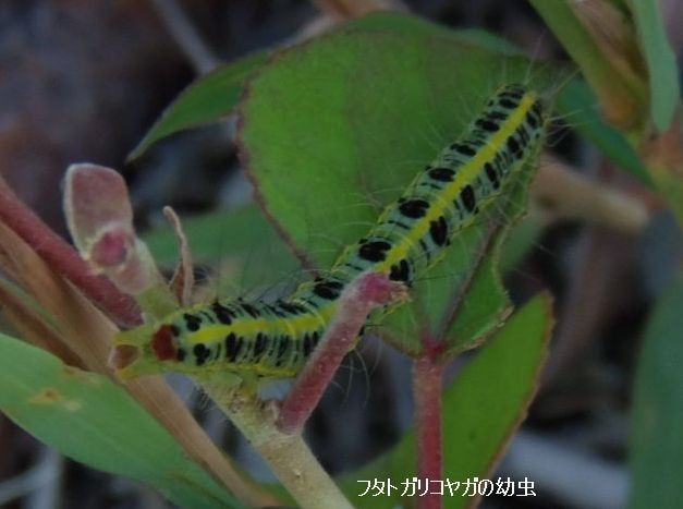 花と昆虫