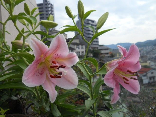 百合開花