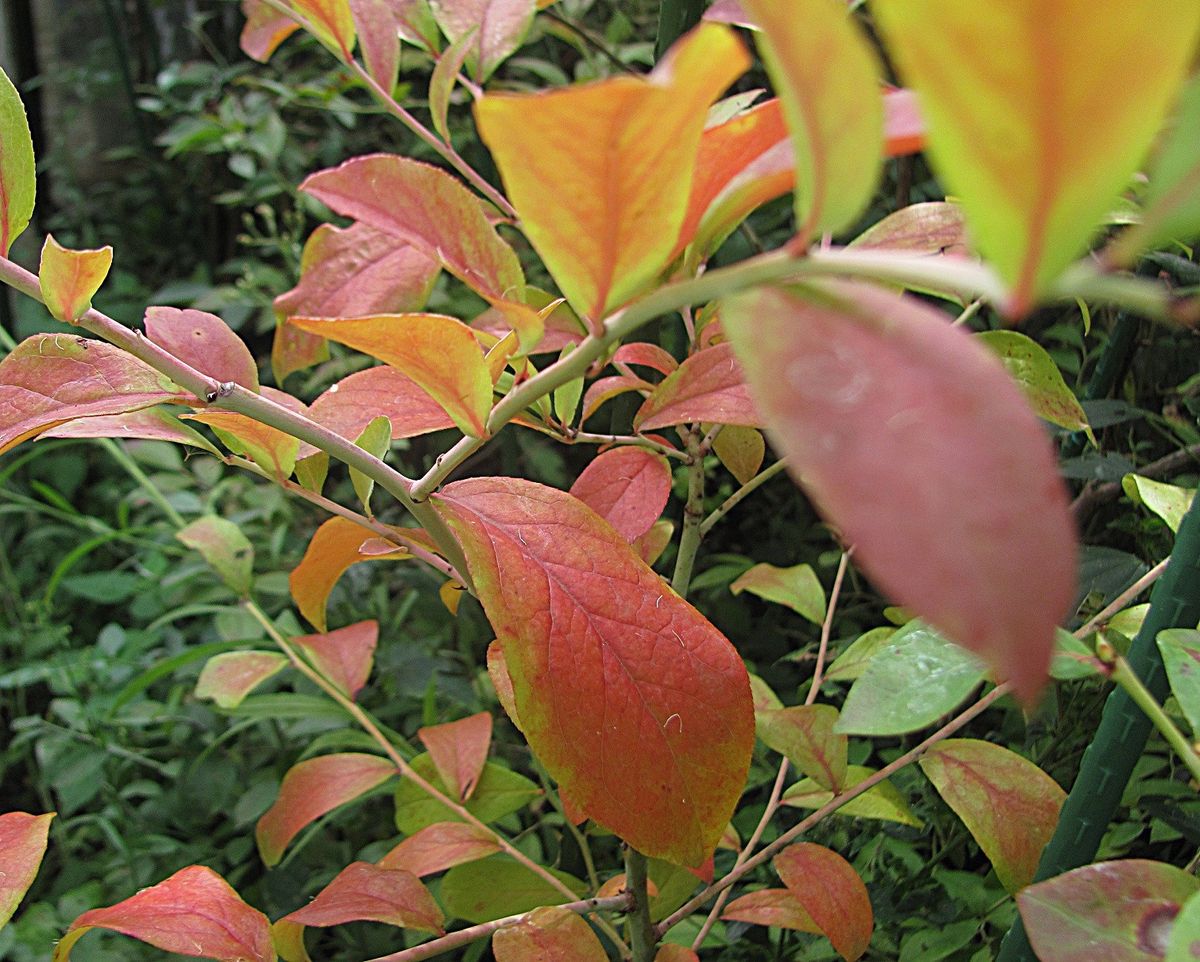 ブルーベリーの紅葉がはじまる