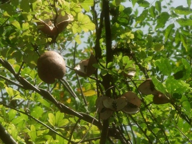 アケビの実とアリストロキアの花