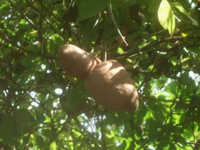 アケビの実とアリストロキアの花