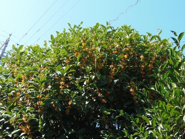 金木犀開花