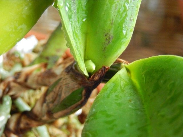 myrmecophila tibicinis