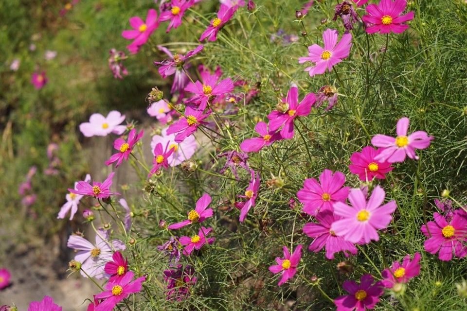 花フェスタ記念公園へ行ってきました！