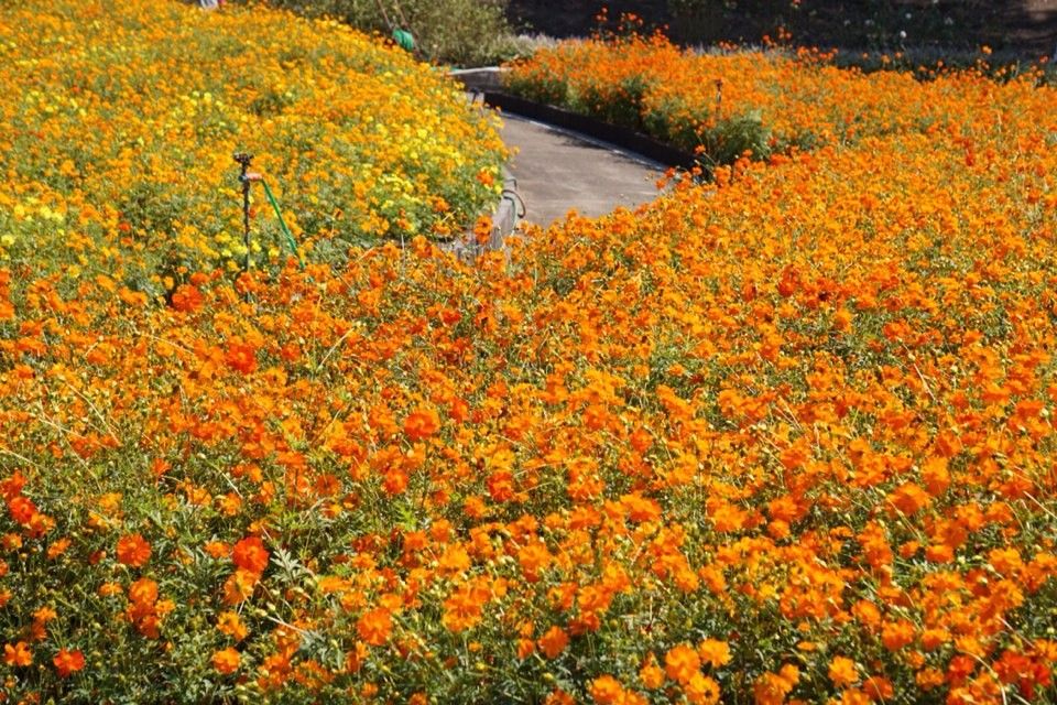 花フェスタ記念公園へ行ってきました！