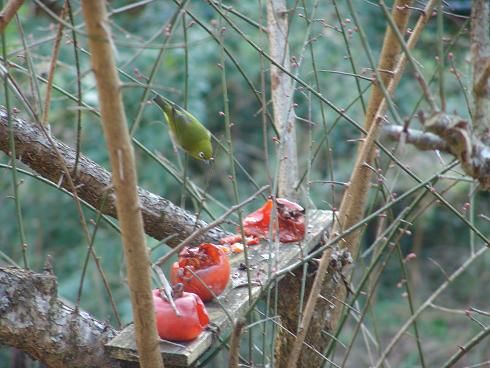 小さなお客様と色ジャガ