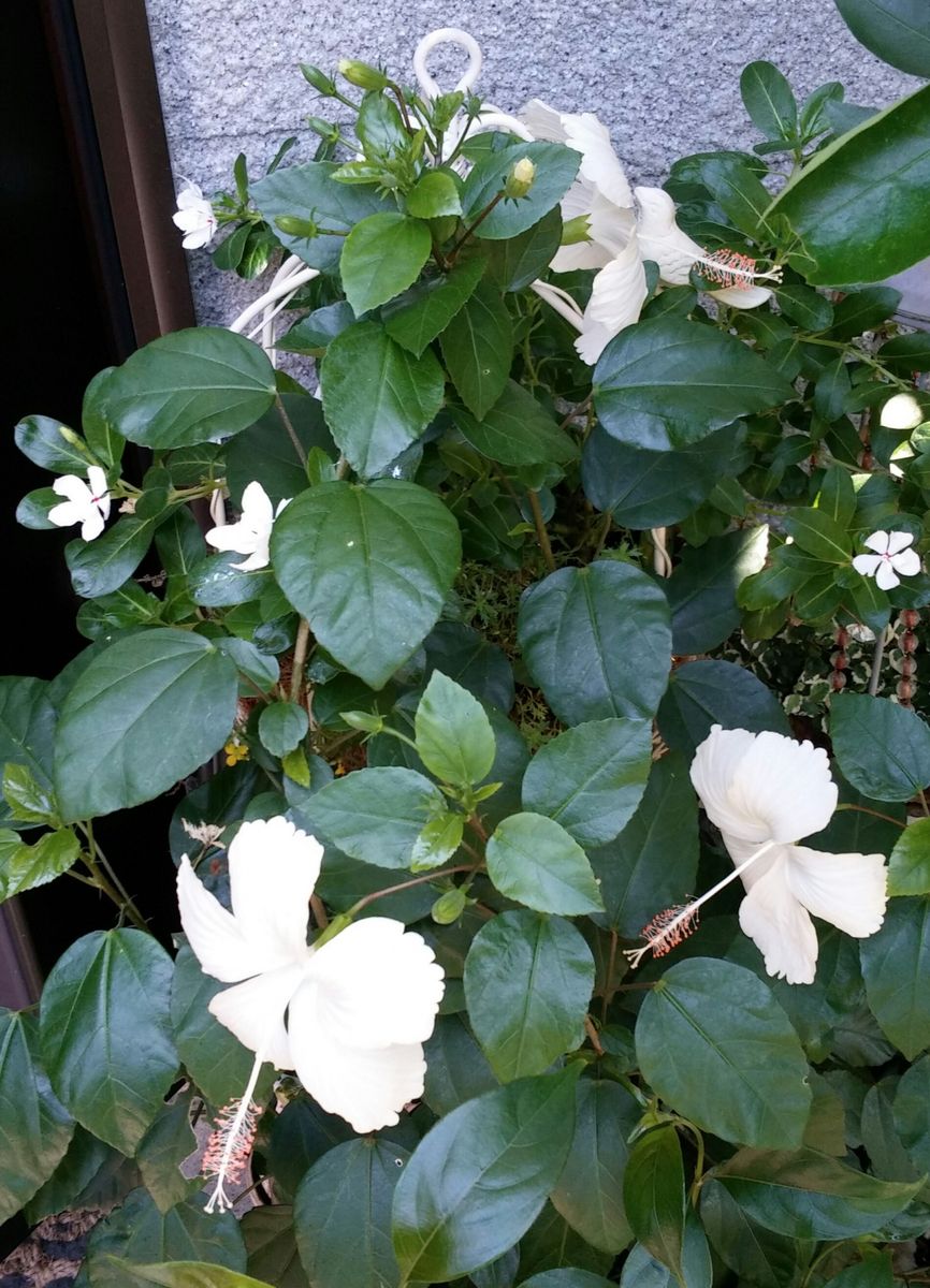 雲間草、夏越しできちゃった～(;゜0゜)