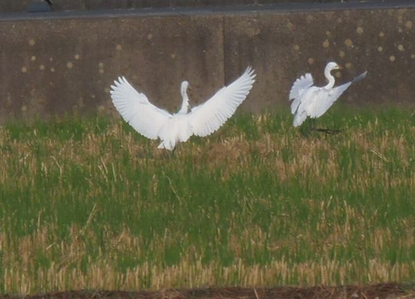 野鳥観察の秋