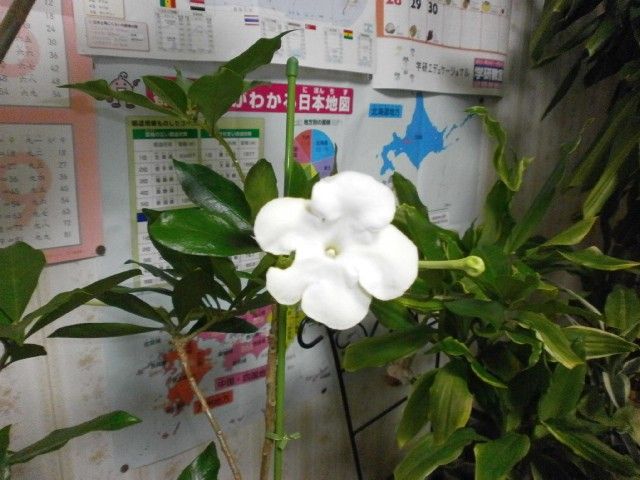 黄花ニオイバンマツリ