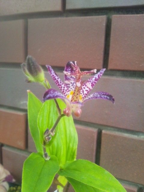 ホトトギスが開花中