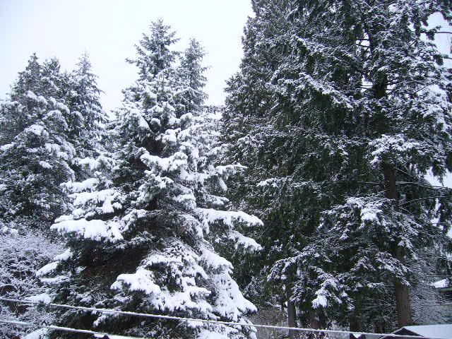 大雪だぁ！