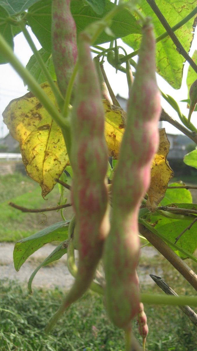 桑の木豆今年はなんとか成功！