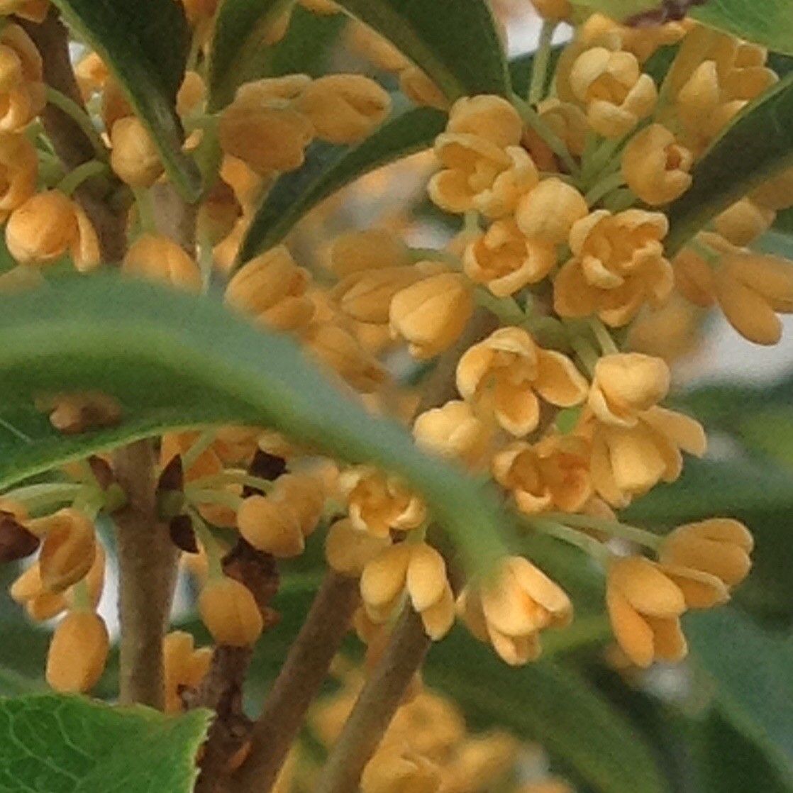 今日の花！