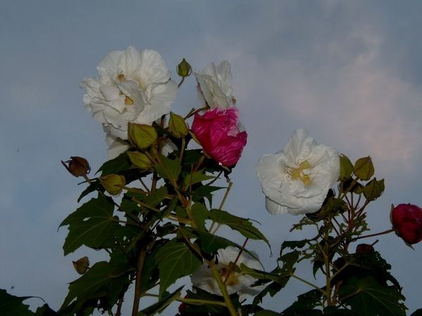 秋桜の季節