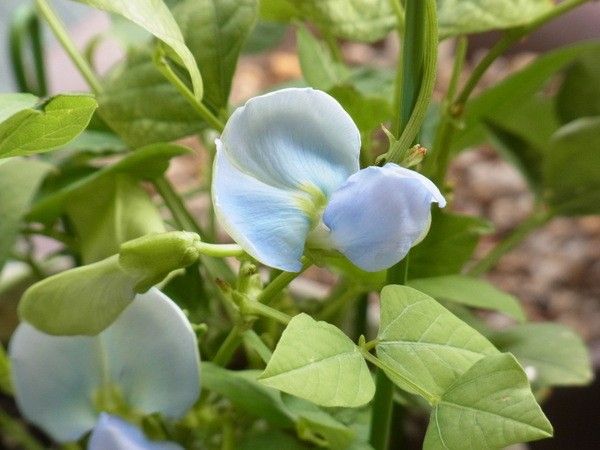 四角豆の青い花