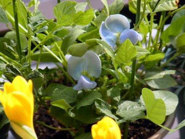 四角豆の青い花