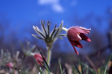 【植物図鑑】アネモネなど29種類の植物情報追加