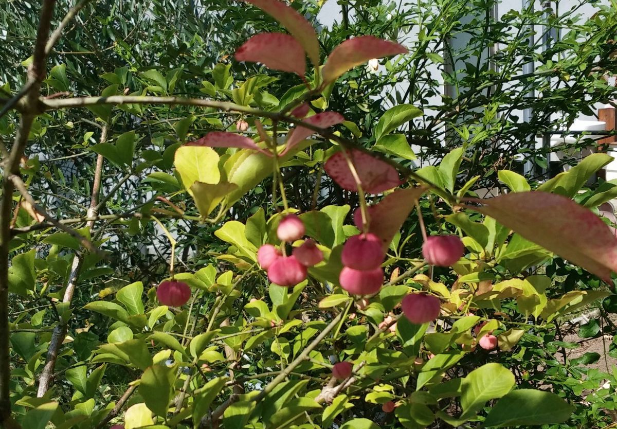 満天星の紅葉