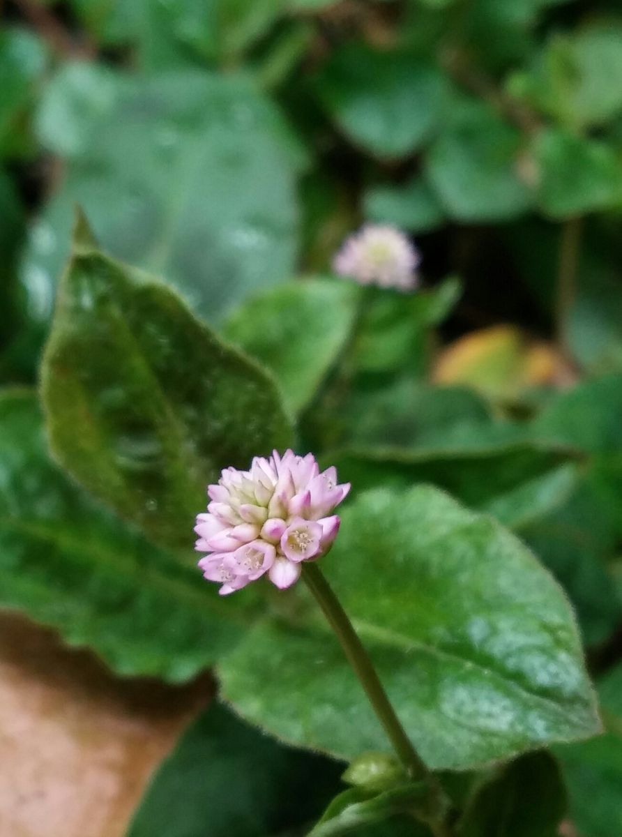 ちっちゃなお花…かな(..)