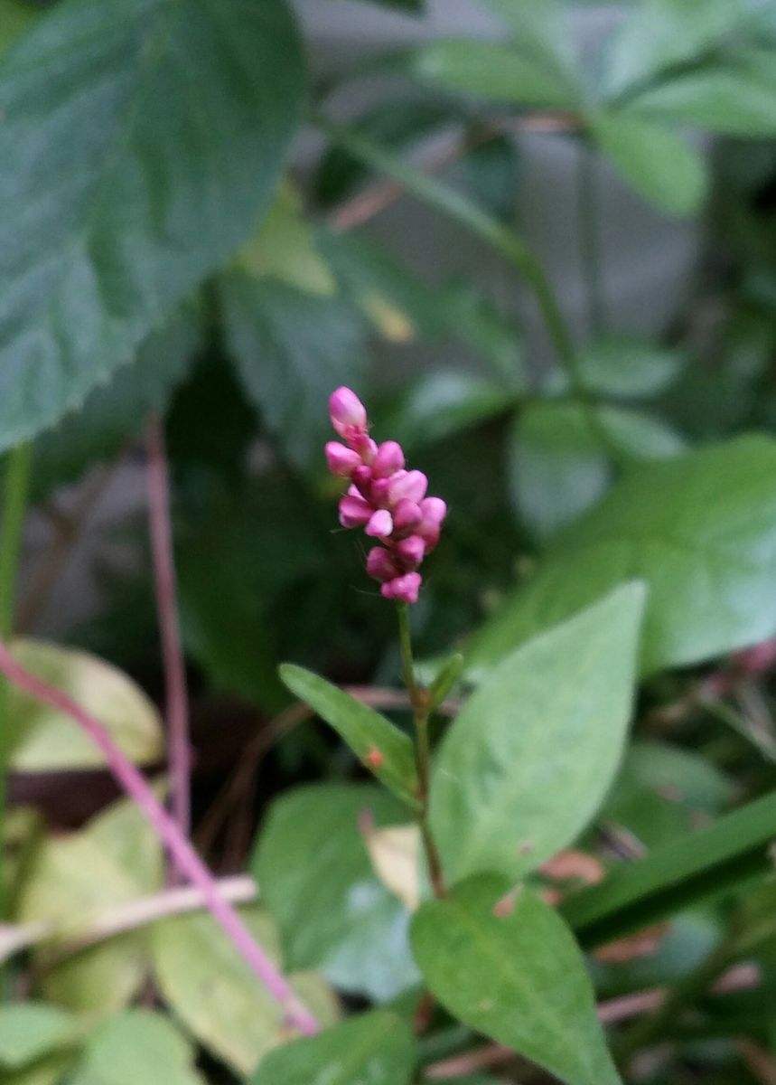 ちっちゃなお花…かな(..)