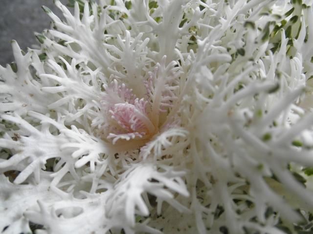 弥生三月桃の花♪