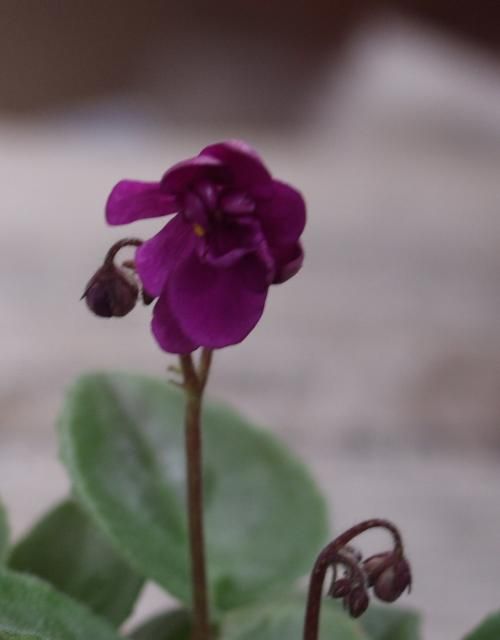 セントポーリアの、開花と算数