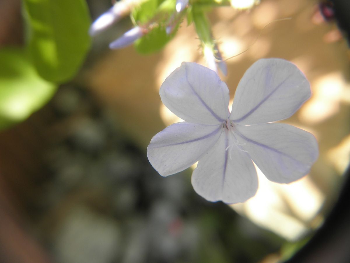 今日はいいお天気♪花達も嬉しそう(#^.^#)