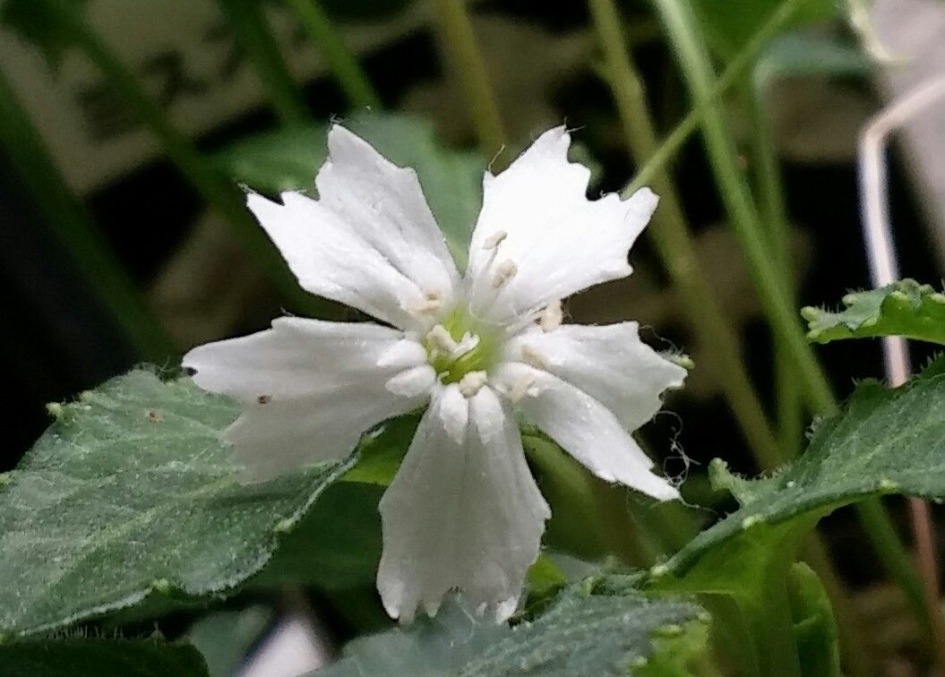 最後のお花と蕾？