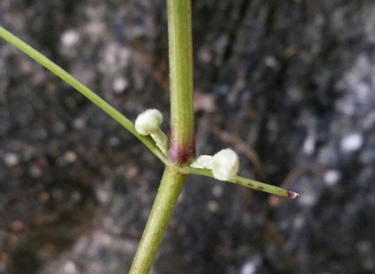 最後のお花と蕾？