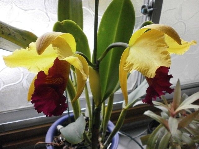 Blc.Alma Kee'Tip Malee'