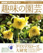 10日に「趣味の園芸」でエラチオール・ベゴニアが紹介されます