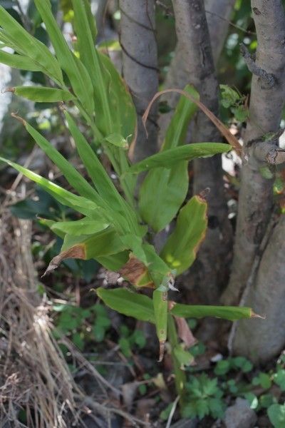 花が咲いていたミョウガ