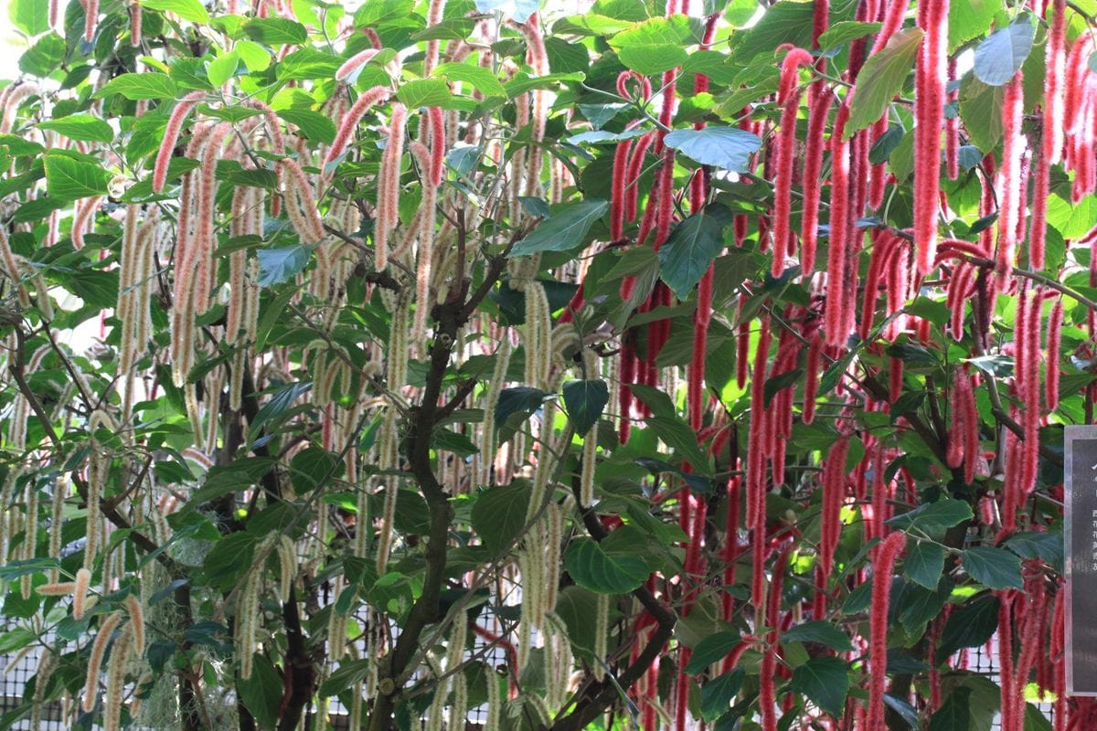 植物園に行こう～！