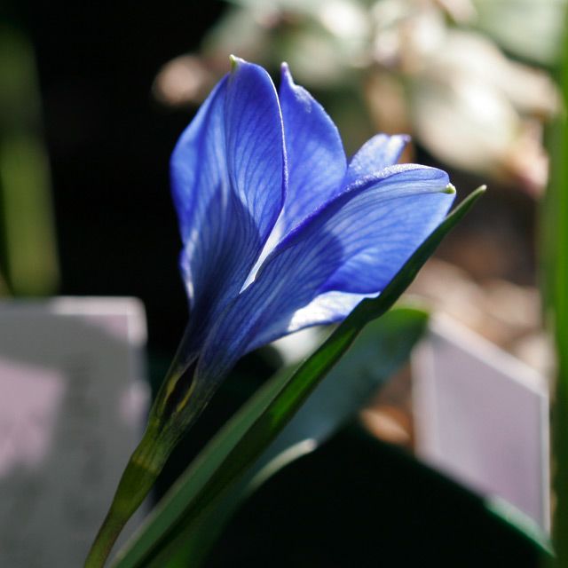 Tecophilaea cyanocrocus