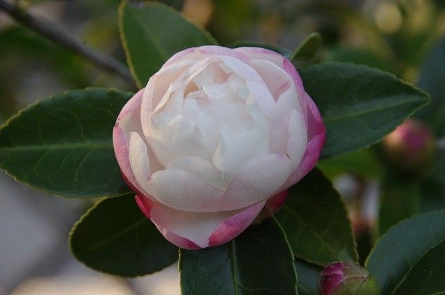 山茶花の花