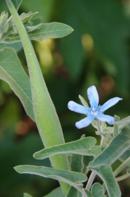 山茶花の花