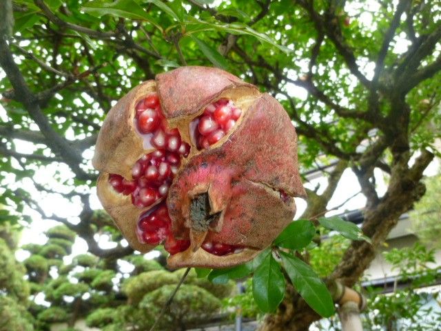 ギガンジュームの植えつけ