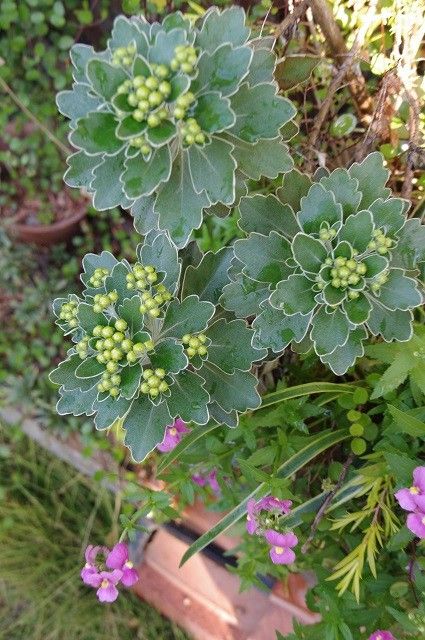 復活した寄せ植え