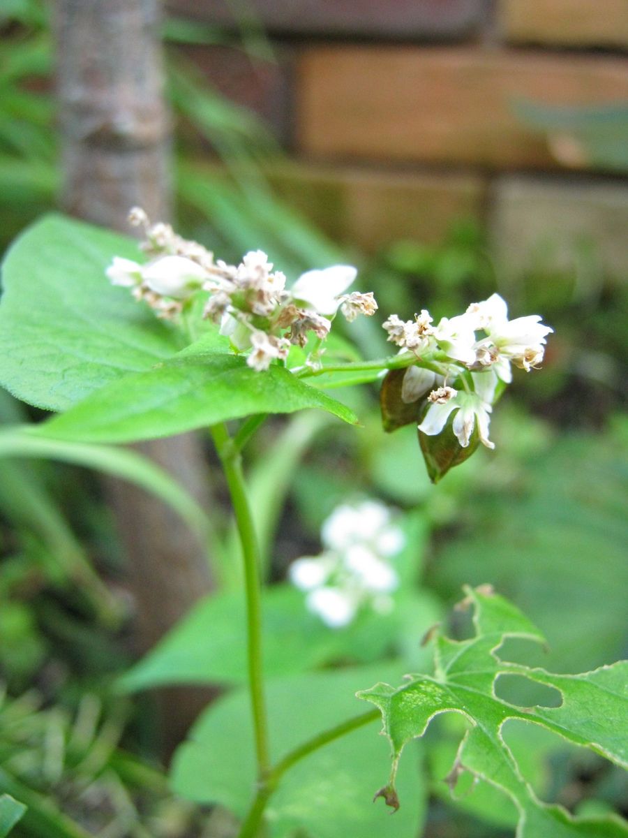 神戸森林植物園に行ってきた