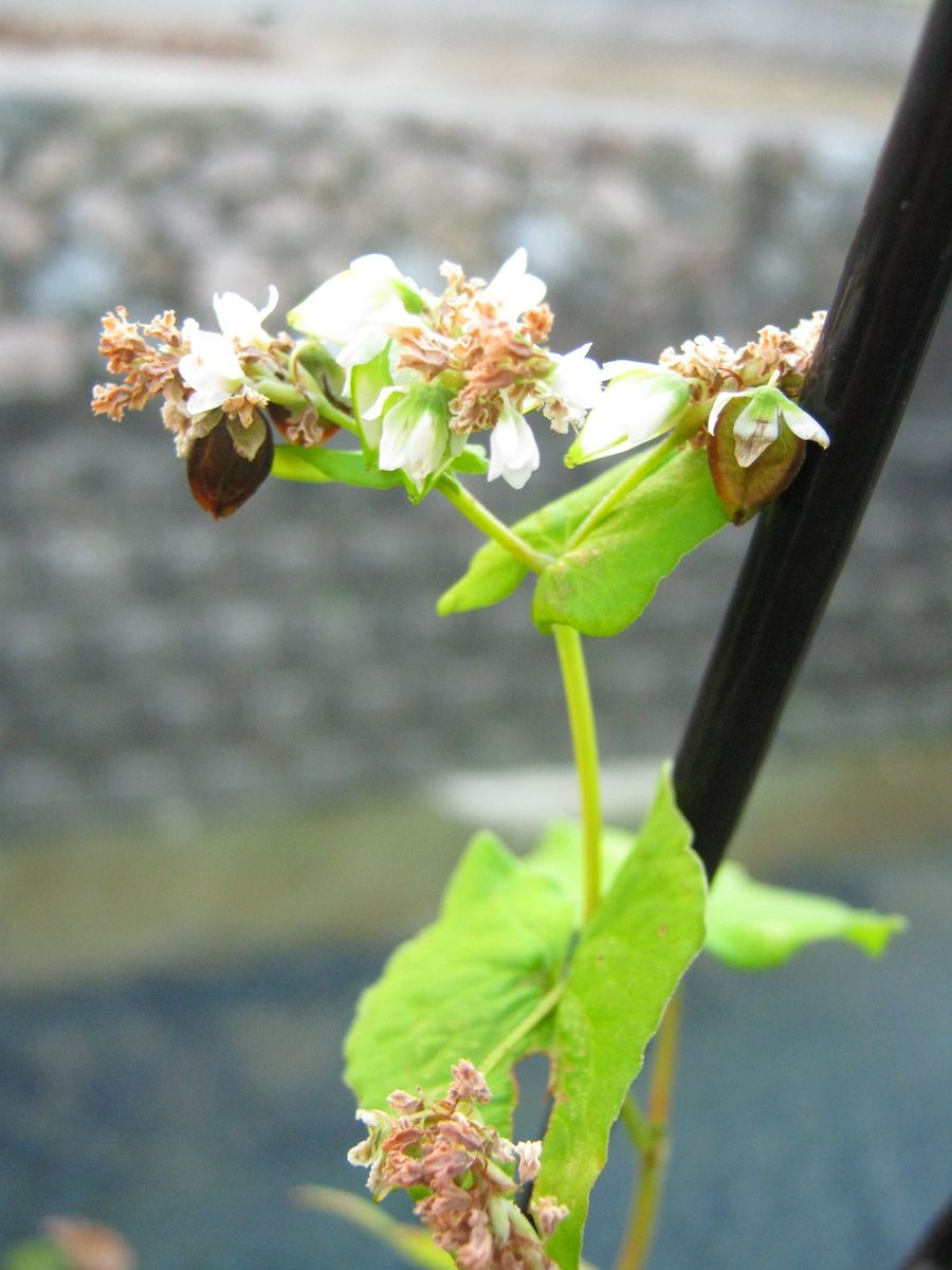 神戸森林植物園に行ってきた