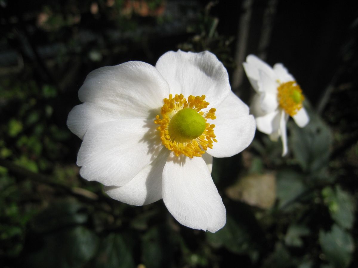 やっとシュウメイギクが開花