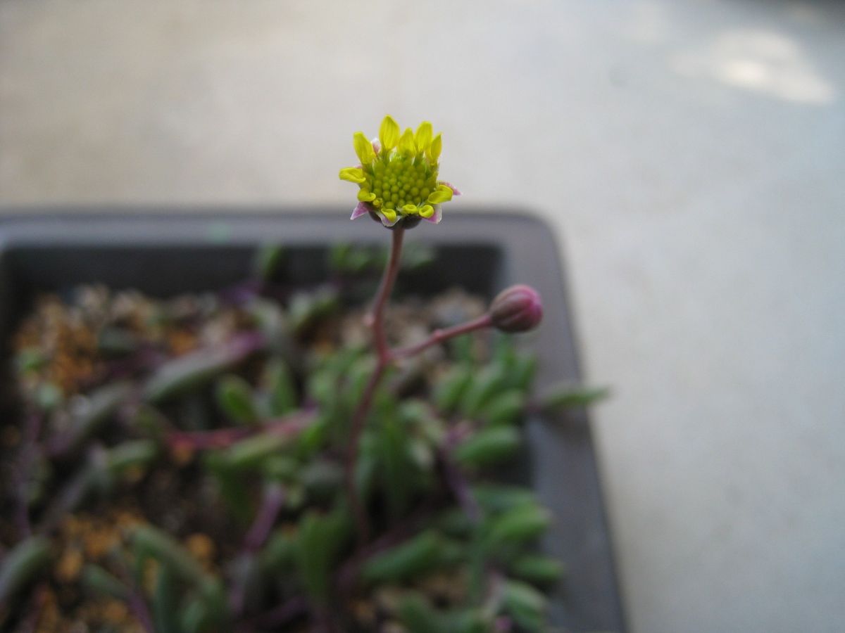 やっとシュウメイギクが開花