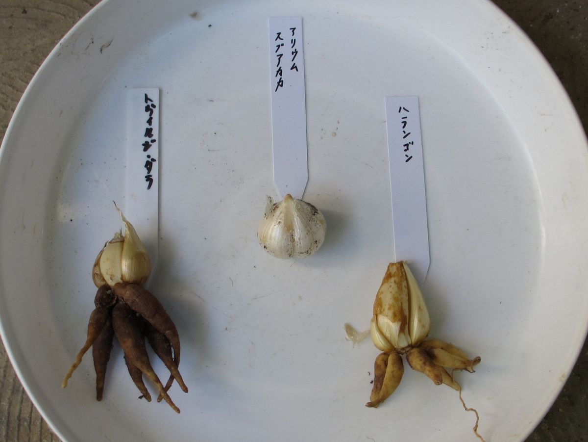 原種アイリスの植え付け2014-3