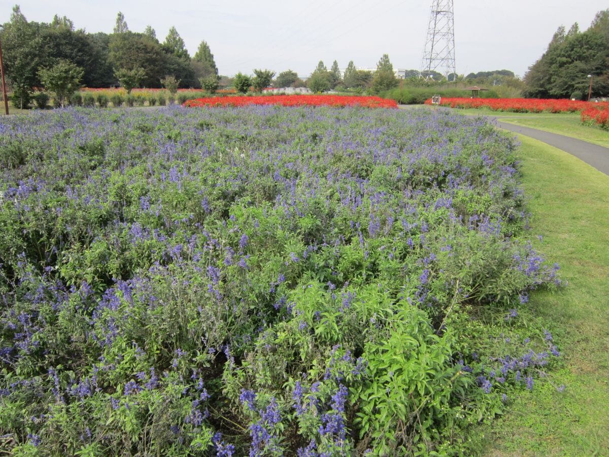 大宮花の丘へぶらり①