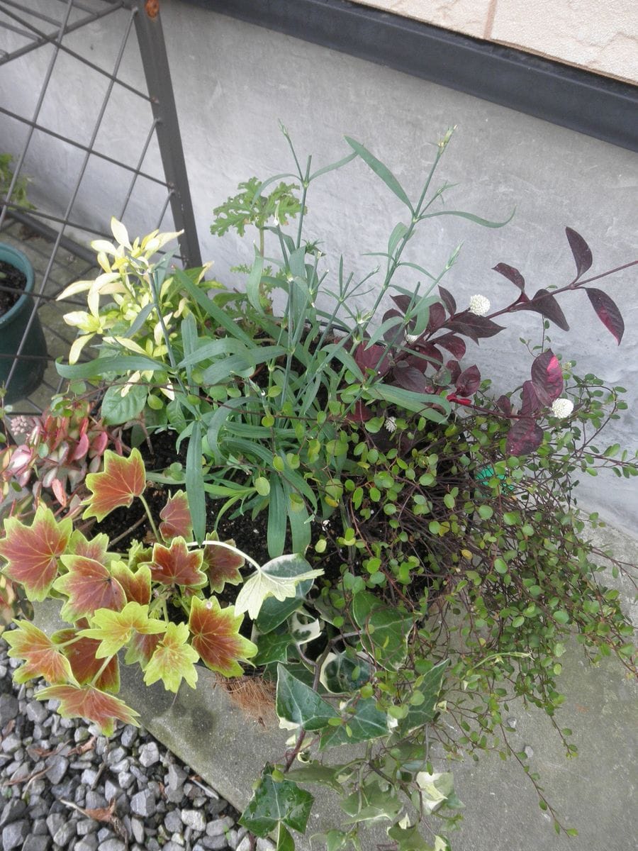 寄せ植え＆エラチに花芽(*^_^*)