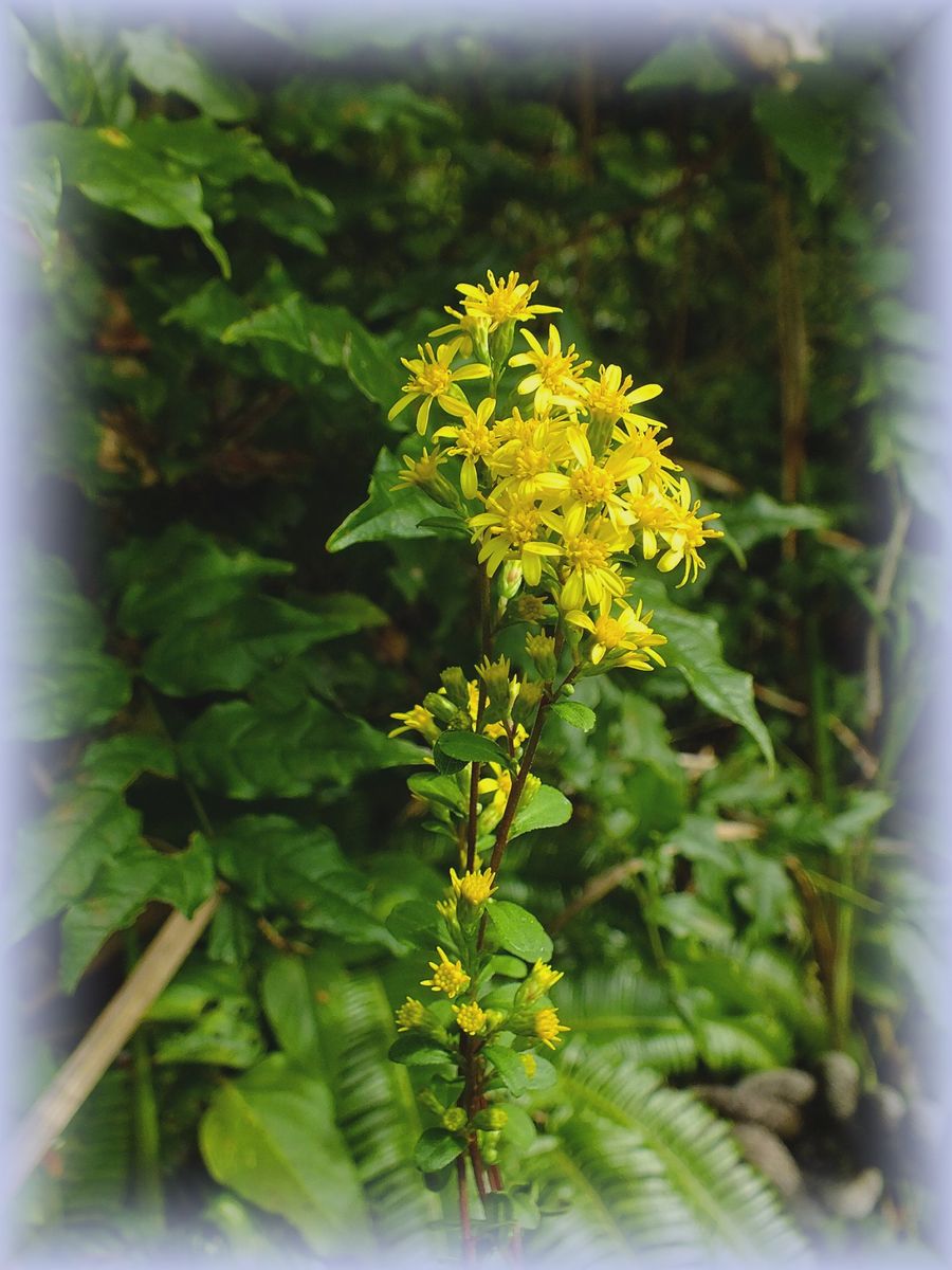 庭の野の花