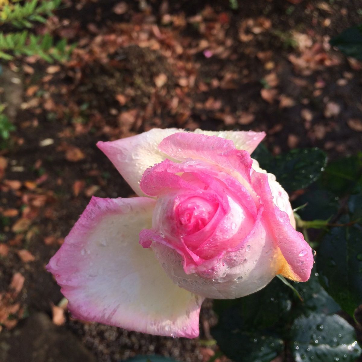 《薔薇、マリアカラスとモナコ》