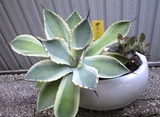 気楽に育つ？　多肉植物