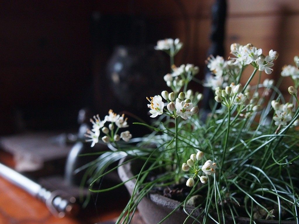 センブリ・・秋の花