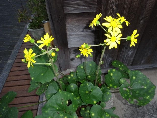 斑入りツワブキの開花